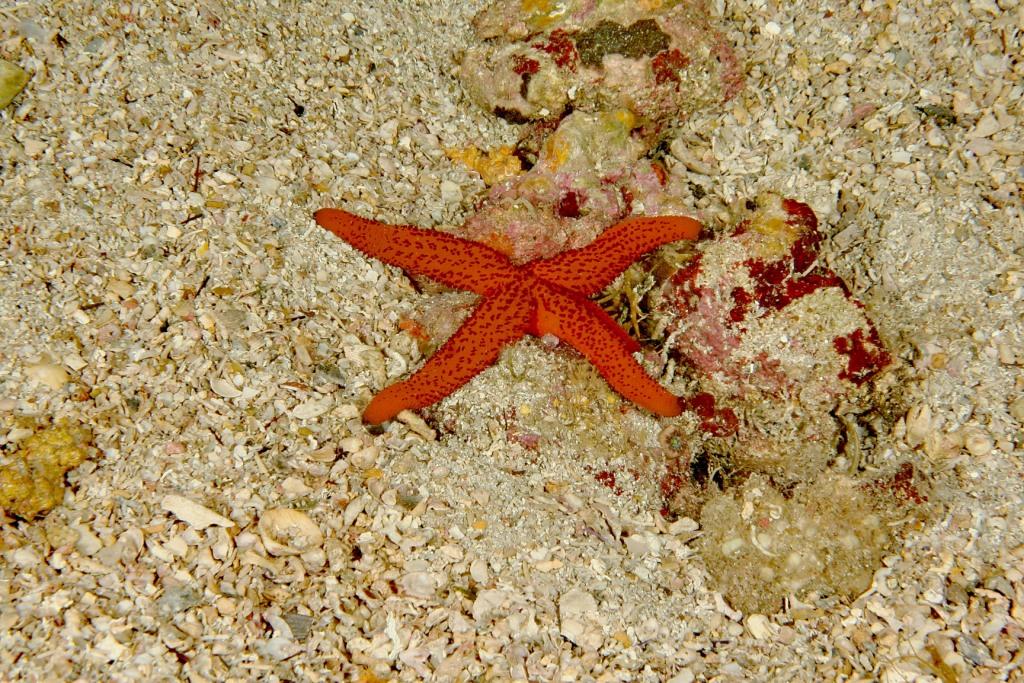 Echinaster sepositus a 4 braccia e una albina!